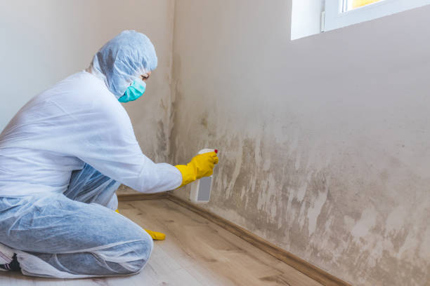 Licensed Mold Cleanup service in Safety Harbor, FL - WQB Mold Removal